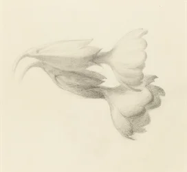 Dzwonki Cowslip, prawdopodobnie 1871.