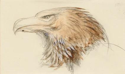Głowa wspólnego orła złotego, z życia, 8 - 11 września 1870.