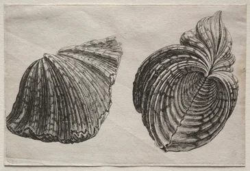Muszle: Hippopus maculatus Lam