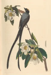 Tyran widłosterny, Gordonia lasianthus, 1840-44.