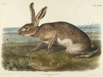 Zając teksański, 1848 (litografia ręcznie kolorowana na papierze woalowym)