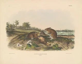 Bawełna Szczur