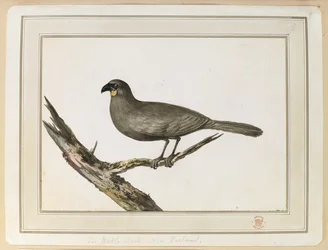 Rysunek ptaka Wattle; sporządzony podczas wizyty w Nowej Zelandii w dniach 12–25 lutego 1777 r. podczas trzeciej podróży kapitana Cooka.