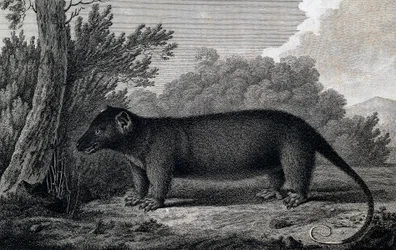 Opos, rycina według rysunku Johna Webbera (1750-1793) wykonana podczas trzeciej podróży Jamesa Cooka