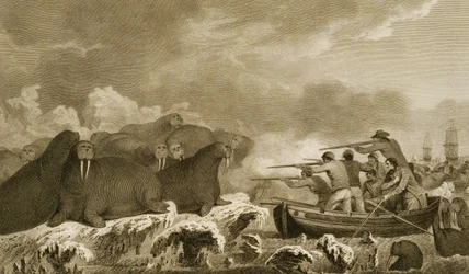 Konie morskie, figury J. Heatha, grawerowane przez E. Scotta tablica 52 z „Journal of a Voyage to the South Seas”, transkrypcja z dokumentów Sydney Parkinson, wyd. 1823