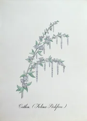Kotka (Felina Prolifica.), ilustracja z „Fałszywej księgi botaniki” Johna Weira