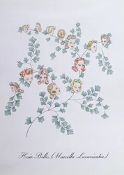 Hair-Belles (Marcella Luxuriantia), ilustracja z „Fałszywej księgi botaniki” Johna Weira