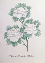 Floks. (Muttonica Idiotica), ilustracja z „Fałszywej księgi botaniki” Johna Weir