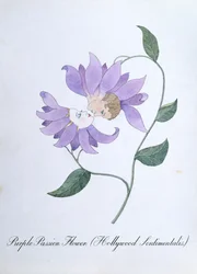 Purple Passion Flower (Hollywood Sentimentalis), ilustracja z „Fałszywej księgi botaniki” Johna Weira