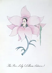 Pszczoła lilia (Lilium satyryczne), ilustracja z „Fałszywej księgi botaniki” Johna Weira