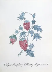 Wulgarna malina (Rudity Simplissimus), ilustracja z „Fałszywej księgi botaniki” Johna Weira