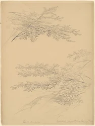 Konary brzozowe, góry Catskill