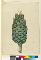 Macrozamia, c.1803-06 (toaleta, długopis, atrament i ołówek)