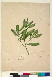 Strona 101. Myoporum acuminatum, c.1803-06 (toaleta, długopis, atrament i ołówek)