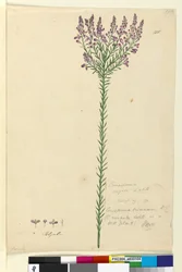 Strona 105. Comesperma ericinum, c.1803-06 (toaleta, długopis, atrament i ołówek)