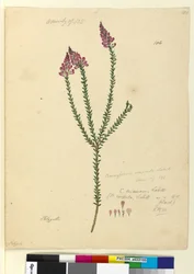 Strona 106. Comesperma ericinum, c.1803-06 (toaleta, długopis, atrament i ołówek)