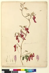 Strona 108. Kennedia rubicunda, c.1803-06 (toaleta, długopis, atrament i ołówek)
