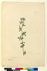Strona 110. Medicago sativa, c.1803-06 (toaleta, długopis, atrament i ołówek)