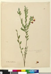 Strona 113. Bossiaea heterophylla, c.1803-06 (toaleta, długopis, atrament i ołówek)