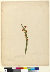 Strona 114. Bossiaea scolopendria, c.1803-06 (toaleta, długopis, atrament i ołówek)
