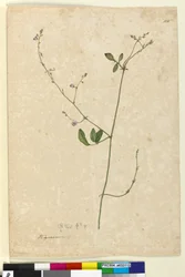 Strona 115. Hedysarum, ok. 1803-06 (toaleta, długopis, atrament i ołówek)