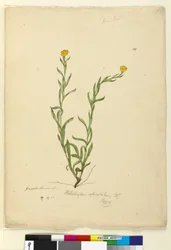Strona 119. Helichrysum apiculatumChrysocephalum apiculatum, c.1803-06 (toaleta, długopis, atrament i ołówek)