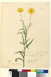 Strona 121. Elichrysum bracteatum, c.1803-06 (toaleta, długopis, atrament i ołówek)