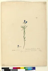 Strona 129. Ionidium filiforme, c.1803-06 (toaleta, długopis, atrament i ołówek)