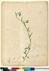 Strona 130. Lobelia hostataLobelia gracilis, c.1803-06 (toaleta, długopis, tusz i ołówek)