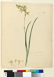 Strona 135. Diuris maculata, c.1803-06 (toaleta, długopis, atrament i ołówek)