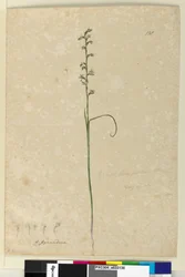 Strona 138. Prasophyllum patens, c.1803-06 (toaleta, długopis, atrament i ołówek)