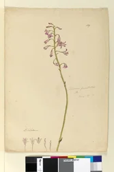Strona 139. Dipodium punctatum, c.1803-06 (toaleta, długopis, atrament i ołówek)