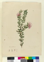 Strona 13. Grevillea punicea, ok. 1803-06 (toaleta, długopis, atrament i ołówek)