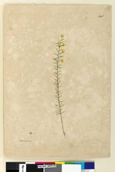 Strona 148. Acacia aciculares, c.1803-06 (akwarela, długopis, tusz i ołówek)