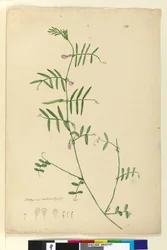 Strona 150. Lathyrus, ok. 1803-06 (toaleta, długopis, atrament i ołówek)