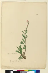 Strona 154. Silene naturalizowany, ok. 1803-06 (toaleta, długopis, tusz i ołówek)