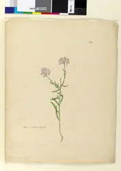Strona 164. Iberys naturalizowany, ok. 1803-06 (toaleta, długopis, tusz i ołówek)