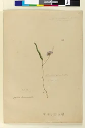 Strona 166. Kennedia monophyllaHardenbergia violacea, c.1803-06 (wc, długopis, tusz i ołówek)