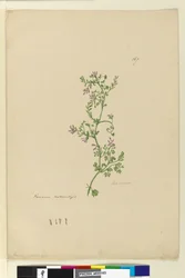 Strona 167. Fumaria naturalizowana, ok. 1803-06 (toaleta, długopis, atrament i ołówek)