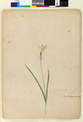 Strona 170. Diplarrhena moraea, c.1803-06 (toaleta, długopis, atrament i ołówek)