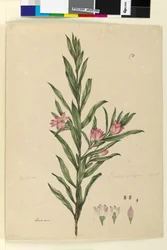 Strona 174. Crowea saligna, c.1803-06 (toaleta, długopis, atrament i ołówek)