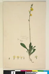 Strona 185. Goodenia bellidifolia, c.1803-06 (toaleta, długopis, tusz i ołówek)