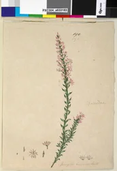 Strona 190. Sprengelia incarnata, c.1803-06 (toaleta, długopis, atrament i ołówek)