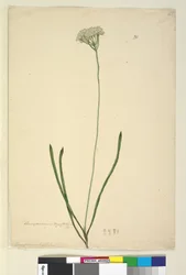 Strona 20. Conospermum longifolium, c.1803-06 (toaleta, długopis, atrament i ołówek)