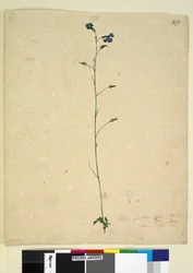 Strona 217. Lobelia gracilis, c.1803-06 (toaleta, długopis, atrament i ołówek)