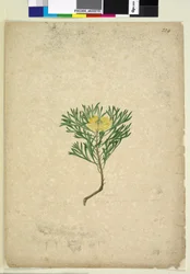 Strona 224. Isopogon anemonifolius, c.1803-06 (toaleta, długopis, atrament i ołówek)