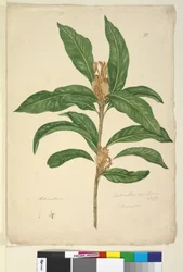 Strona 22. Xylomelum pyriforme, c.1803-06 (toaleta, długopis, atrament i ołówek)