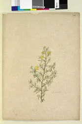 Strona 231. Hibbertia sp, c.1803-06 (toaleta, długopis, atrament i ołówek)
