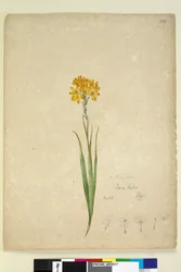 Strona 232. Ixia lutea, c.1803-06 (toaleta, długopis, atrament i ołówek)