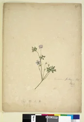 Strona 237. Geranium pilosum, c.1803-06 (toaleta, długopis, atrament i ołówek)